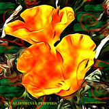California Poppies - Fine Art Poster